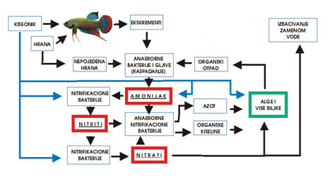 Azot ciklus