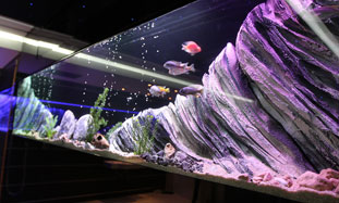 Ugradni plazma akvarijum