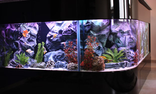 Akvarijum u šanku - Šabac